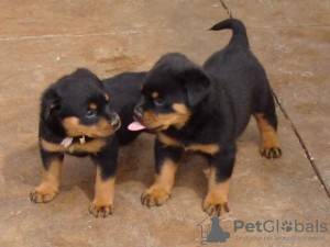 Photo №1. rottweiler - à vendre en ville de Berlin | 800€ | Annonce №17017