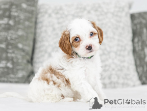 Photo №1. labradoodle - à vendre en ville de Badgastein | négocié | Annonce №155607