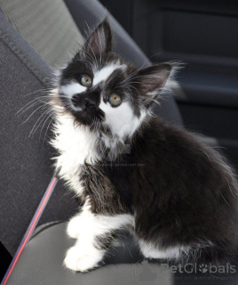 Photo №1. maine coon - à vendre en ville de Chichester | 531€ | Annonce № 139147