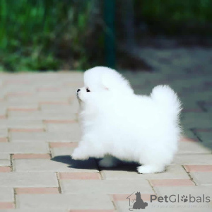 Photo №4. Je vais vendre  en ville de Séville.  - prix - négocié