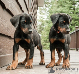 Photo №1. dobermann - à vendre en ville de Helsinki | négocié | Annonce №108684