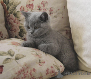 Photo №2 de l'annonce № 146023 de la vente british shorthair - acheter à La Roumanie éleveur