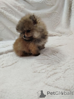 Photo №2 de l'annonce № 138966 de la vente spitz nain - acheter à Serbie éleveur