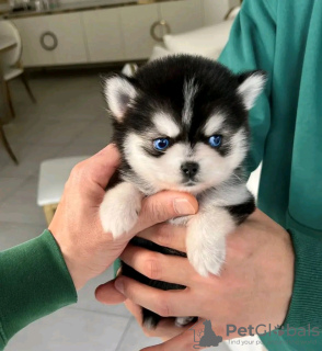 Photo №1. husky de sibérie - à vendre en ville de Антверпен | 450€ | Annonce №120686