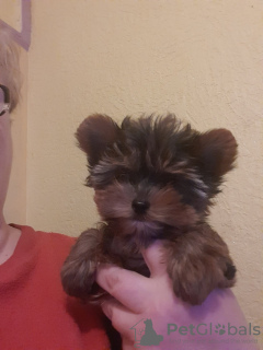 Photo №2 de l'annonce № 30034 de la vente yorkshire terrier - acheter à Belgique annonce privée