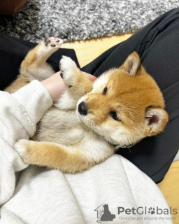 Photo №1. shiba - à vendre en ville de Oulu | négocié | Annonce №94442