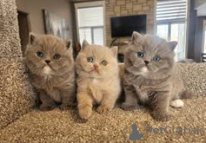 Photo №1. exotic shorthair - à vendre en ville de Helsinki | 580€ | Annonce № 164069