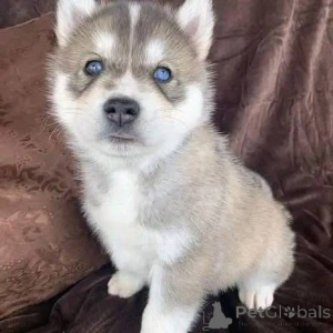 Photo №4. Je vais vendre  en ville de Berlin.  - prix - négocié