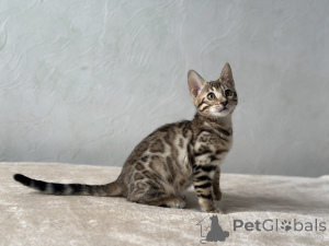 Photo №1. bengal - à vendre en ville de Marseille | négocié | Annonce № 100957