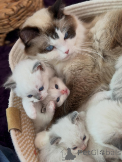 Photo №4. Je vais vendre ragdoll en ville de Roermond. éleveur - prix - négocié