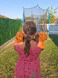 Photo №3. Les caniches jouets rouges recherchent une nouvelle maison. Serbie