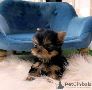 Photo №1. yorkshire terrier - à vendre en ville de Springfield | 284€ | Annonce №117689