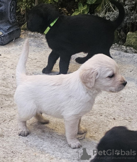 Photo №2 de l'annonce № 84712 de la vente labradoodle - acheter à France annonce privée