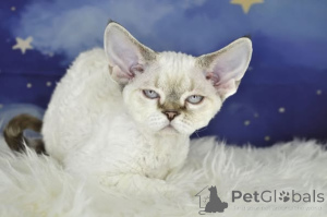 Photo №2 de l'annonce № 164819 de la vente devon rex - acheter à La finlande annonce privée, éleveur