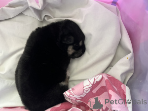 Photo №3. Je vais donner le chiot entre de bonnes mains. Biélorussie