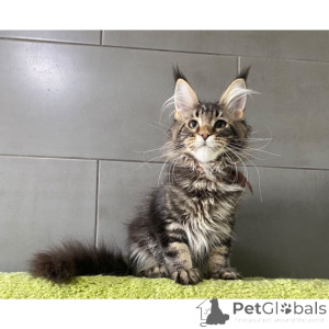 Photo №1. maine coon - à vendre en ville de Gernité | 350€ | Annonce № 174405