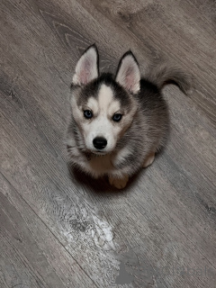 Photo №1. husky de sibérie - à vendre en ville de Munich | négocié | Annonce №179016