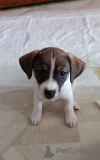 Photo №3. Chiots. Fédération de Russie