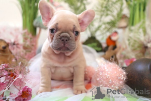 Photo №2 de l'annonce № 33286 de la vente bouledogue - acheter à Pologne annonce privée