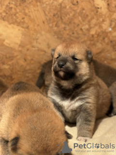 Photo №4. Je vais vendre shiba en ville de Jakovo. éleveur - prix - 700€