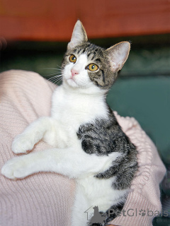 Photo №1.  - à vendre en ville de Moskova | Gratuit | Annonce № 164560