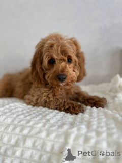 Photo №2 de l'annonce № 166825 de la vente chien bâtard - acheter à Pays Bas éleveur