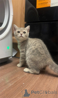 Photo №1. british shorthair - à vendre en ville de Cölbe | 350€ | Annonce № 153772