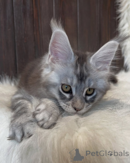 Photo №1. maine coon - à vendre en ville de Seydispjordur | négocié | Annonce № 155325