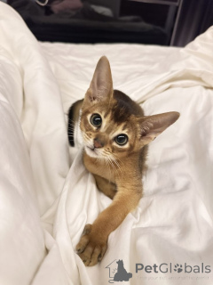 Photo №1. chausie - à vendre en ville de Aizlingen | 350€ | Annonce № 157795