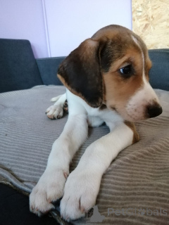 Photo №2 de l'annonce № 166243 de la vente chien russe - acheter à Allemagne éleveur