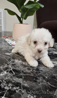 Photo №2 de l'annonce № 149834 de la vente maltipu - acheter à Allemagne annonce privée, éleveur