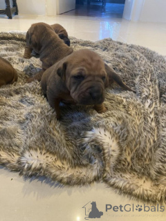 Photo №1. shar pei - à vendre en ville de Agia Marina | Gratuit | Annonce №176060