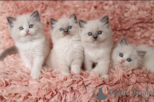 Photo №1. ragdoll - à vendre en ville de Berlin | négocié | Annonce № 117756