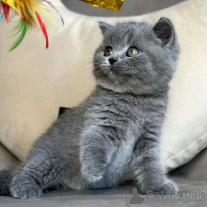 Photo №1. british shorthair - à vendre en ville de Berlin | 300€ | Annonce № 137217