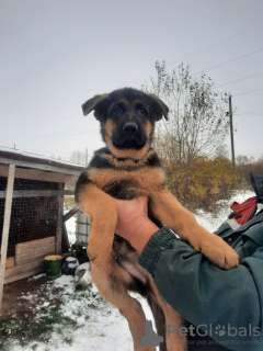 Photos supplémentaires: Chiots pour expositions et protection