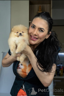 Photo №3. Poméranie Puppies Top Litter. Serbie