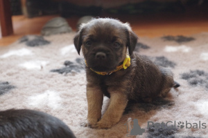 Photos supplémentaires: Chiots border-terrier