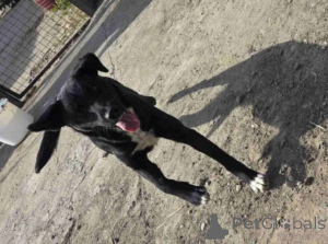 Photo №4. Je vais vendre chien bâtard en ville de Beška.  - prix - Gratuit