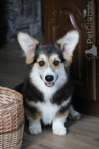 Photo №2 de l'annonce № 145718 de la vente welsh corgi - acheter à Biélorussie de la fourrière