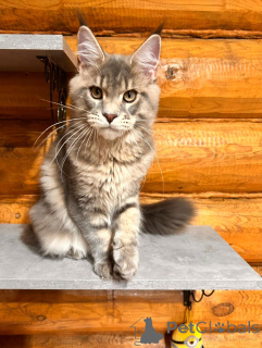 Photo №1. maine coon - à vendre en ville de Nizhny Novgorod | 162€ | Annonce № 148391
