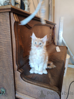 Photo №4. Je vais vendre maine coon en ville de Bruxelles.  - prix - Gratuit