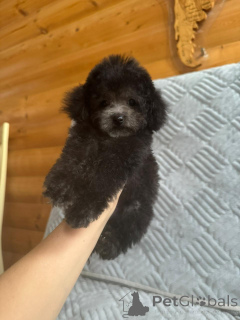 Photo №4. Je vais vendre caniche (nain) en ville de Krasnodar.  - prix - 2479€