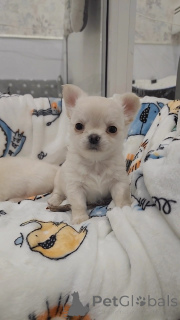 Photo №1. chihuahua - à vendre en ville de Miami | Gratuit | Annonce №141192