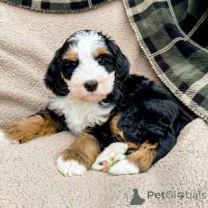 Photo №1. labradoodle - à vendre en ville de Chalut | négocié | Annonce №160073