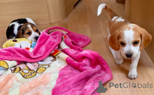 Photo №4. Je vais vendre beagle en ville de Géel. annonce privée, éleveur - prix - 650€