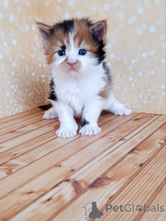 Photo №1. maine coon - à vendre en ville de Rivière moscou | 808€ | Annonce № 162473