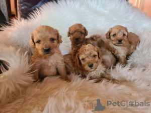 Photo №4. Je vais vendre labradoodle en ville de Vilovo.  - prix - 300€