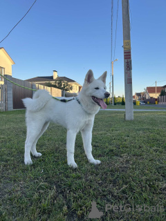 Photos supplémentaires: Chiots Akita Inu