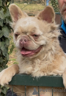 Photo №1. bouledogue - à vendre en ville de Belgrade | 3000€ | Annonce №154867