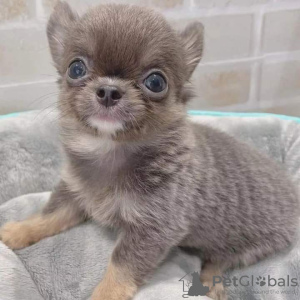 Photo №2 de l'annonce № 126681 de la vente chihuahua - acheter à Portugal 